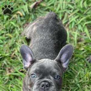 Toni, French Bulldog Puppy